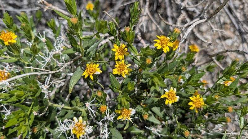 Trixis californica var. californica photo 8