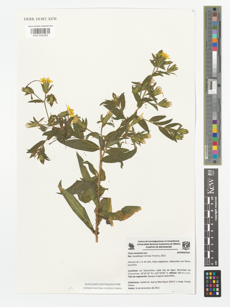 Trixis mexicana var. mexicana