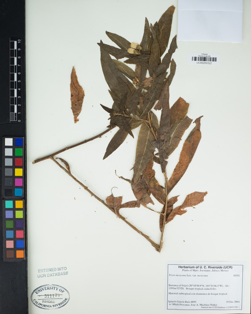 Trixis mexicana var. mexicana photo 2