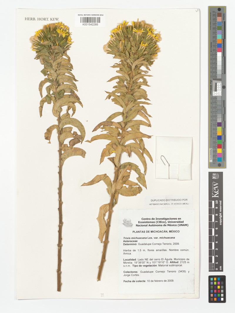 Trixis michuacana var. michuacana