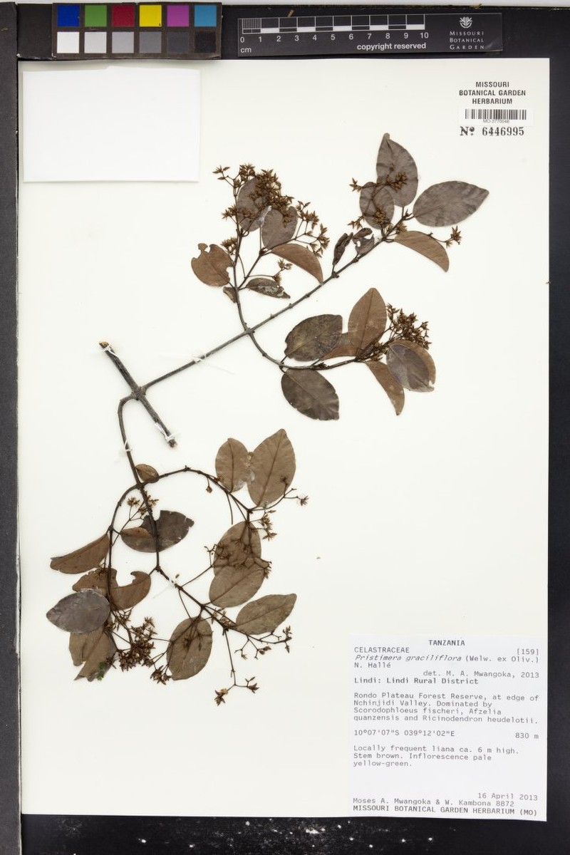 Trochantha graciliflora