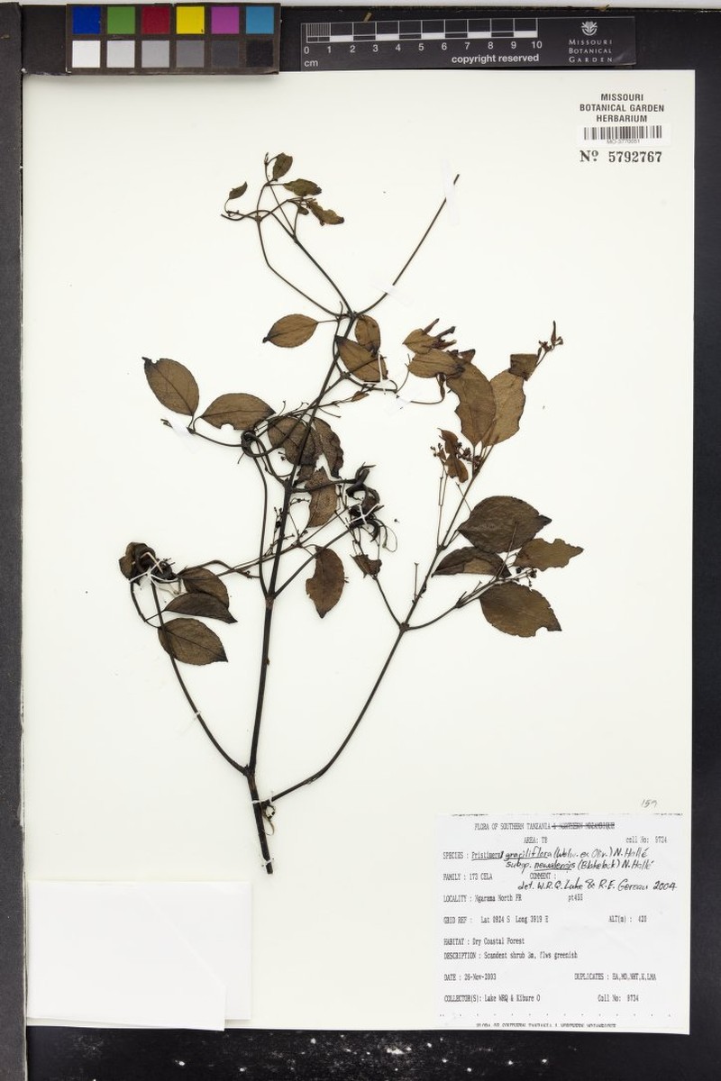Trochantha graciliflora photo 3