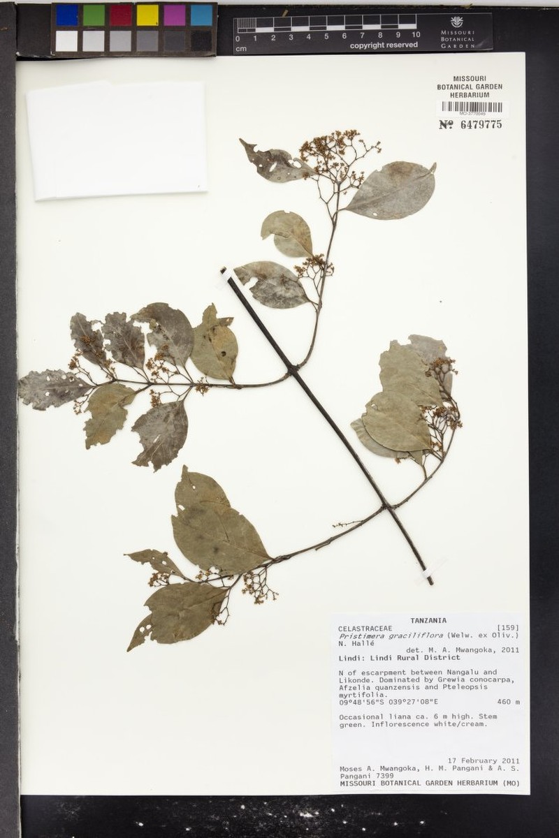 Trochantha graciliflora subsp. graciliflora photo 2