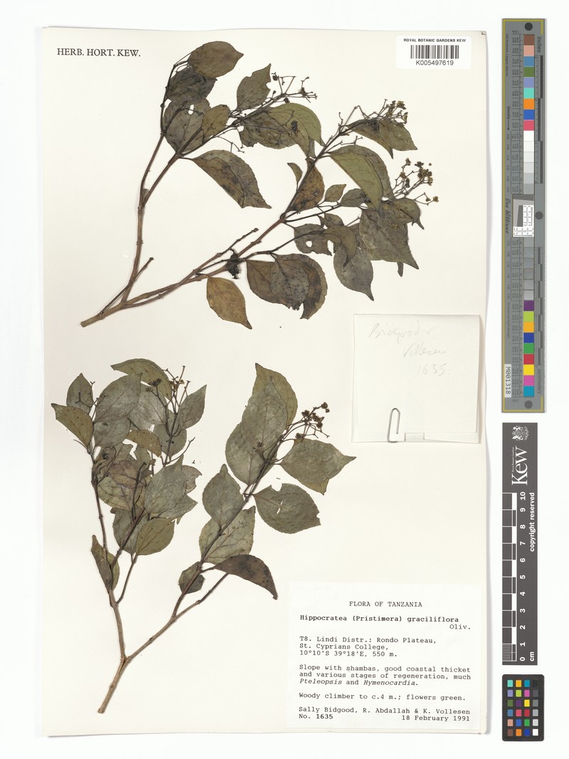 Trochantha graciliflora subsp. graciliflora photo 3