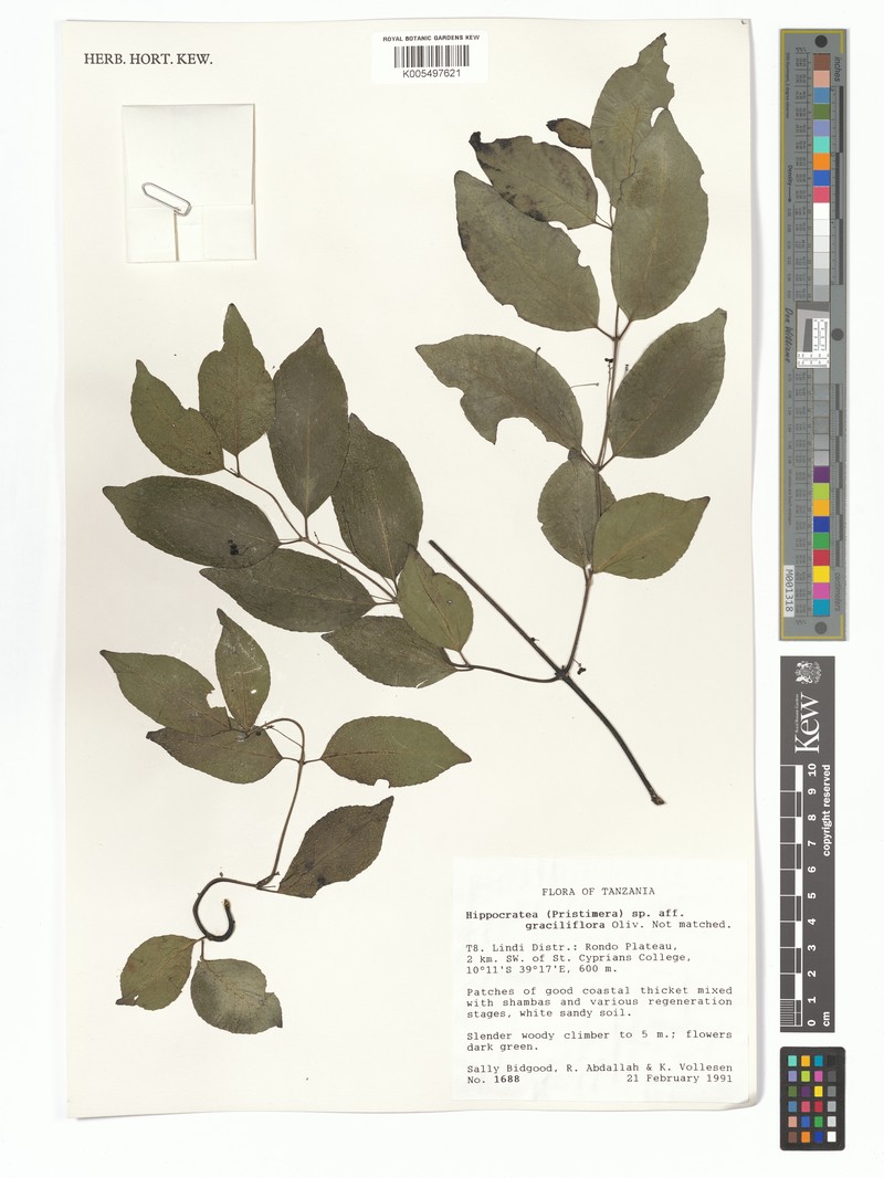 Trochantha graciliflora subsp. graciliflora photo 4