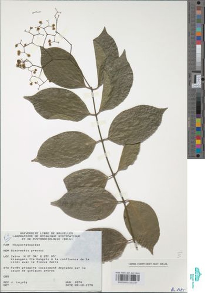 Trochantha preussii