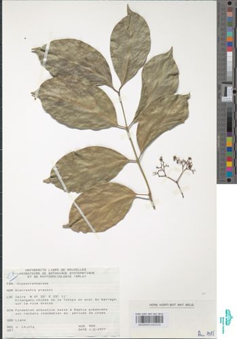 Trochantha preussii photo 2