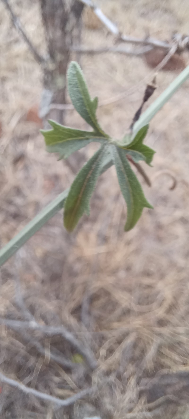 Trochomeria macrocarpa subsp. macrocarpa