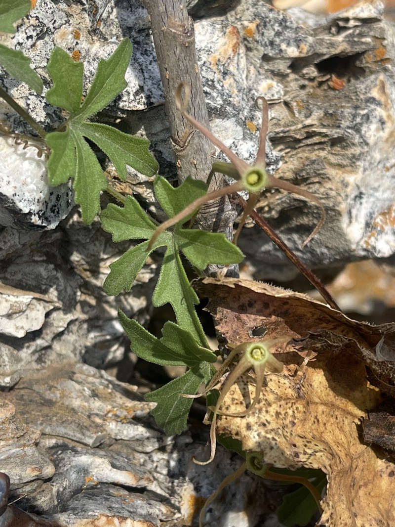 Trochomeria macrocarpa subsp. macrocarpa photo 2