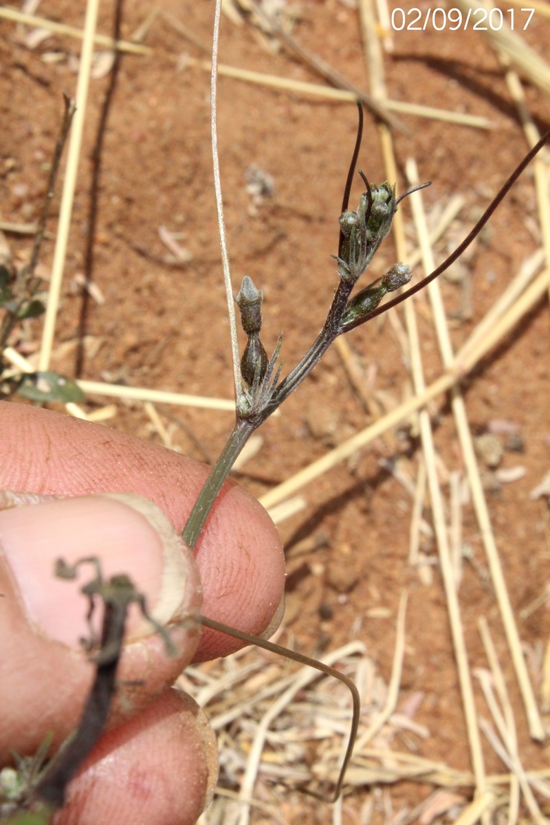 Trochomeria macrocarpa subsp. macrocarpa photo 3