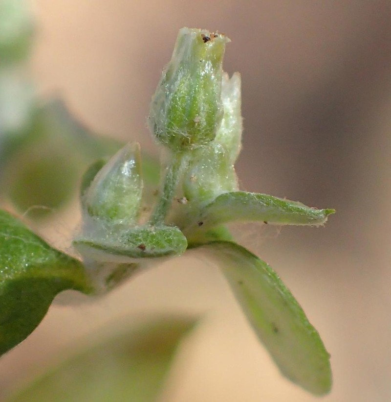 Troglophyton capillaceum