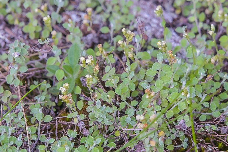 Troglophyton capillaceum photo 2