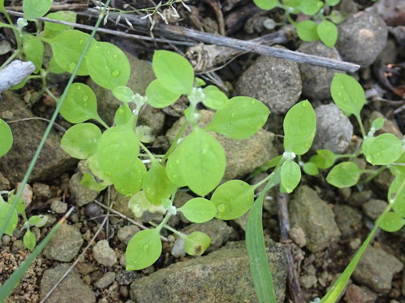Troglophyton capillaceum photo 3