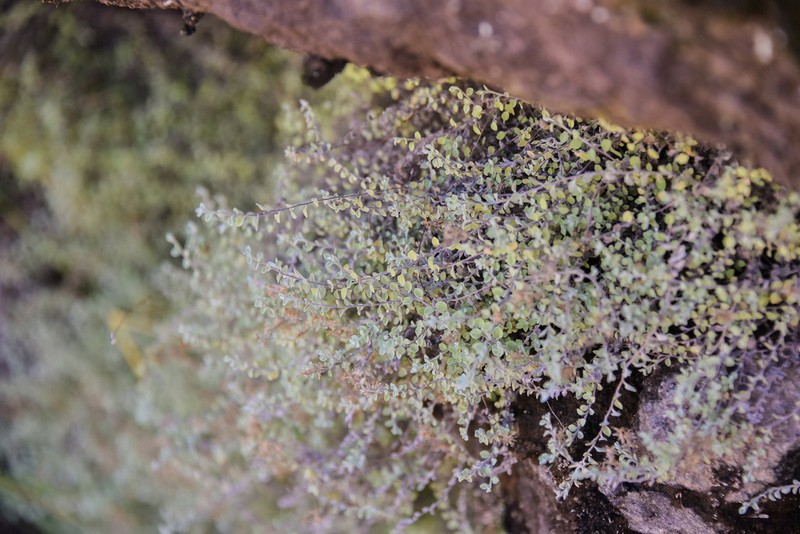Troglophyton capillaceum photo 4