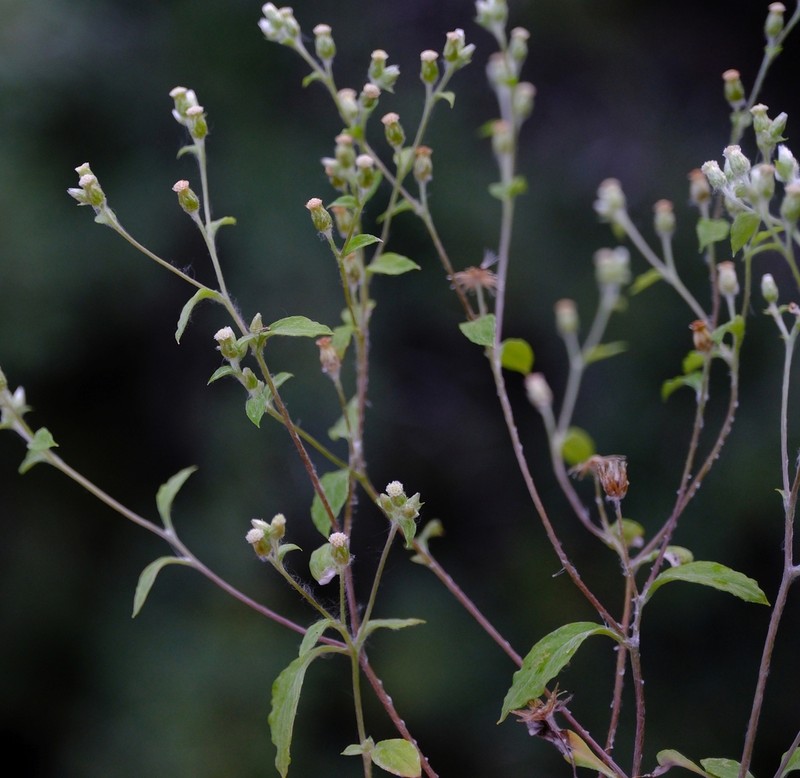 Troglophyton capillaceum photo 5