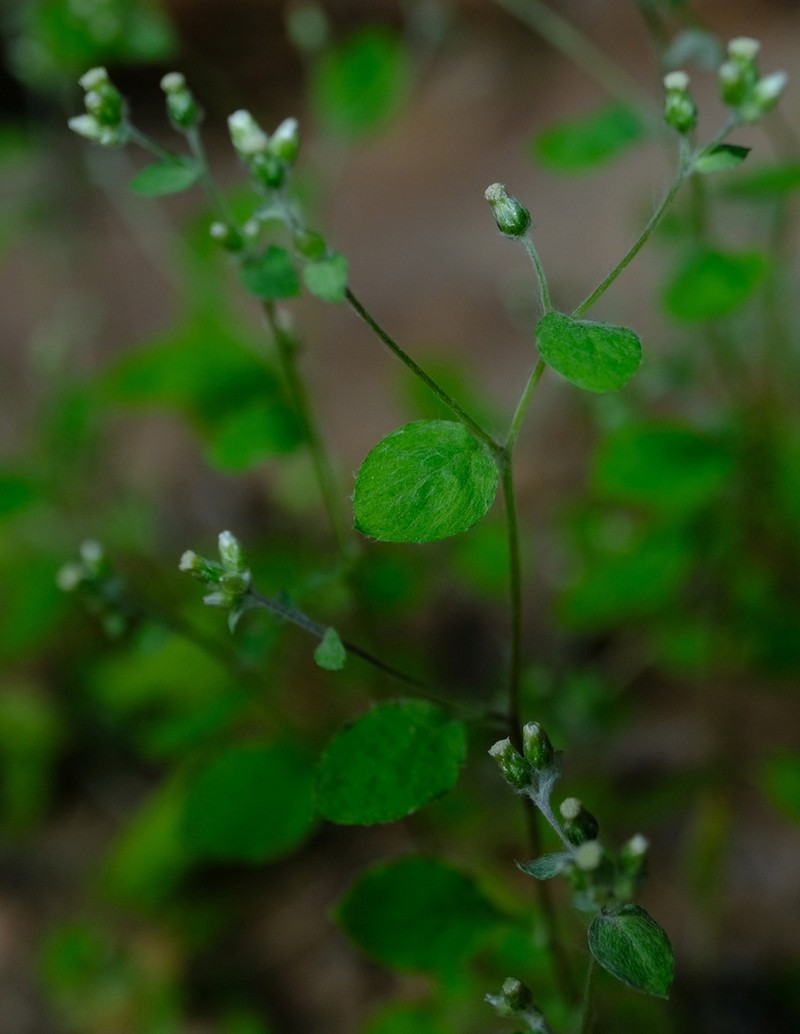 Troglophyton capillaceum photo 7