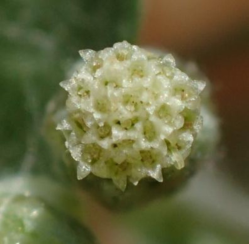 Troglophyton capillaceum photo 8