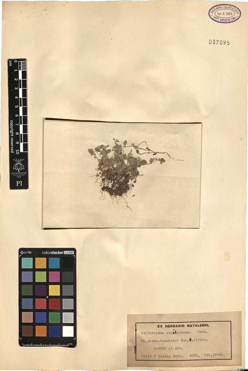 Troglophyton capillaceum subsp. capillaceum