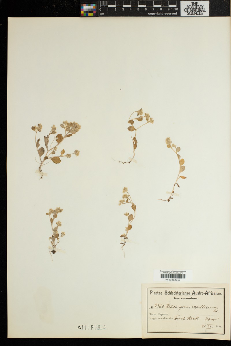 Troglophyton capillaceum subsp. capillaceum photo 2