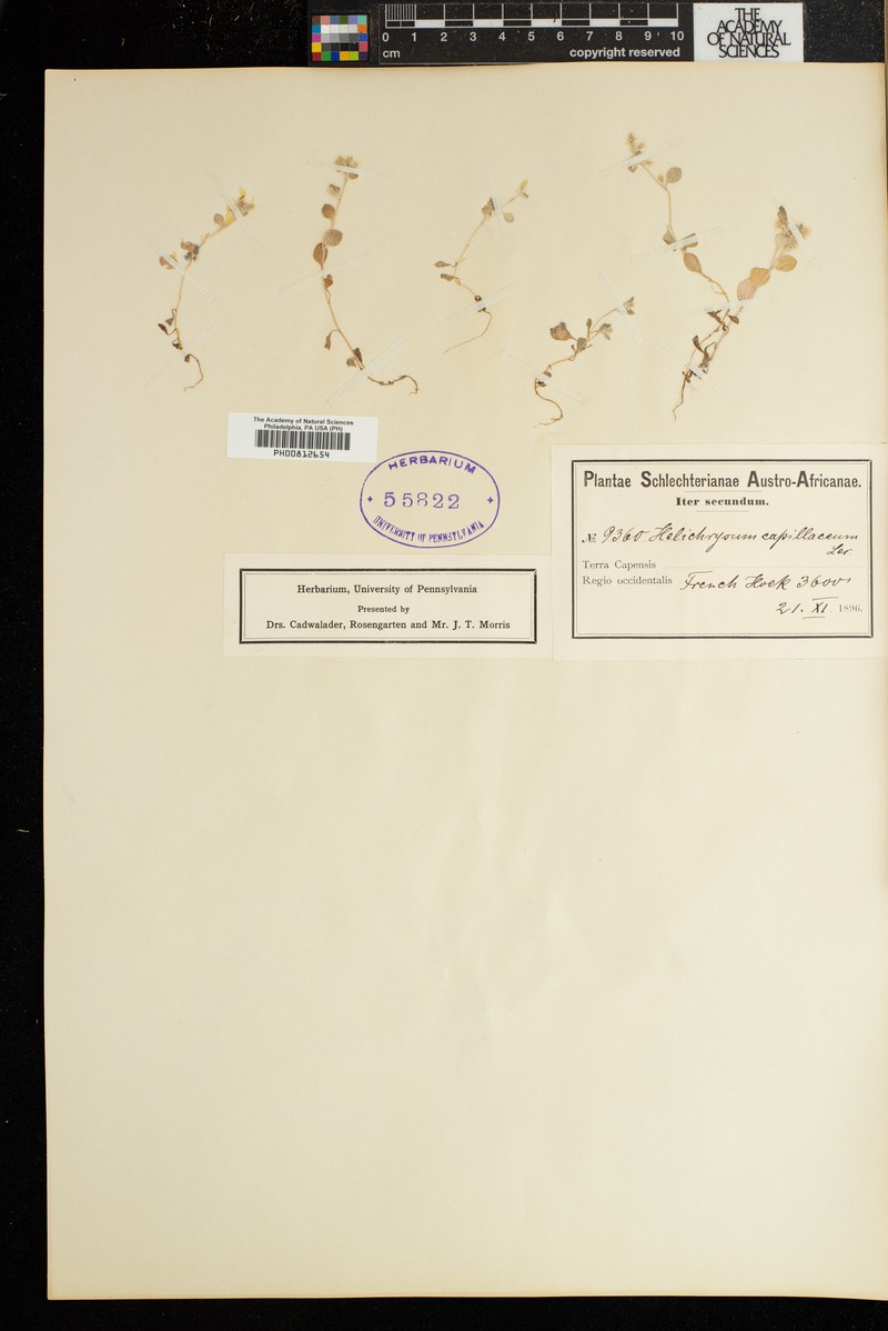 Troglophyton capillaceum subsp. capillaceum photo 3