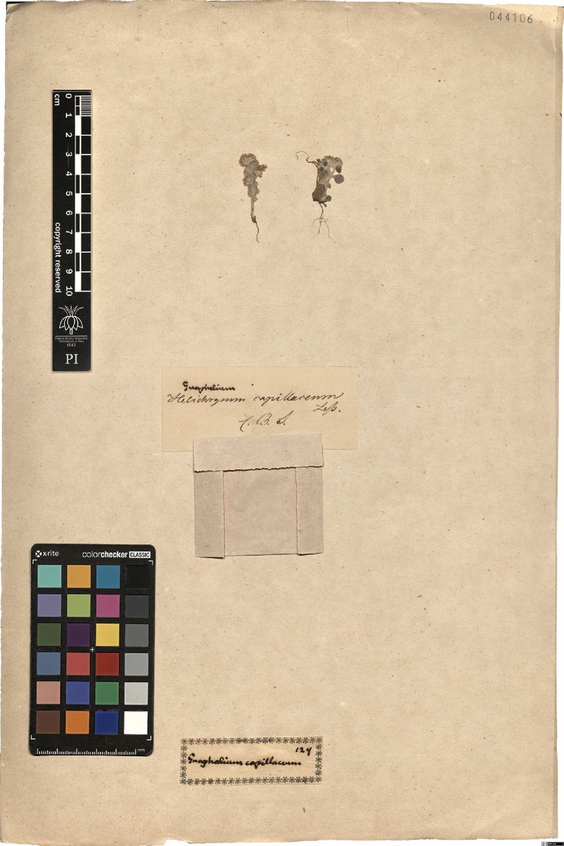 Troglophyton capillaceum subsp. capillaceum photo 4