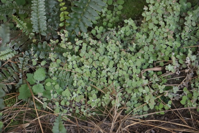 Troglophyton capillaceum subsp. diffusum