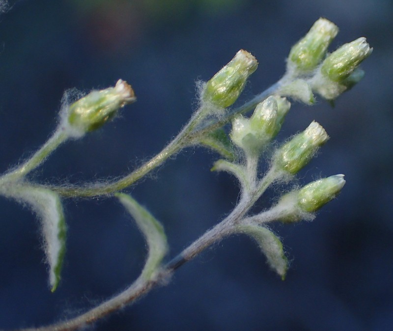 Troglophyton capillaceum subsp. diffusum photo 2