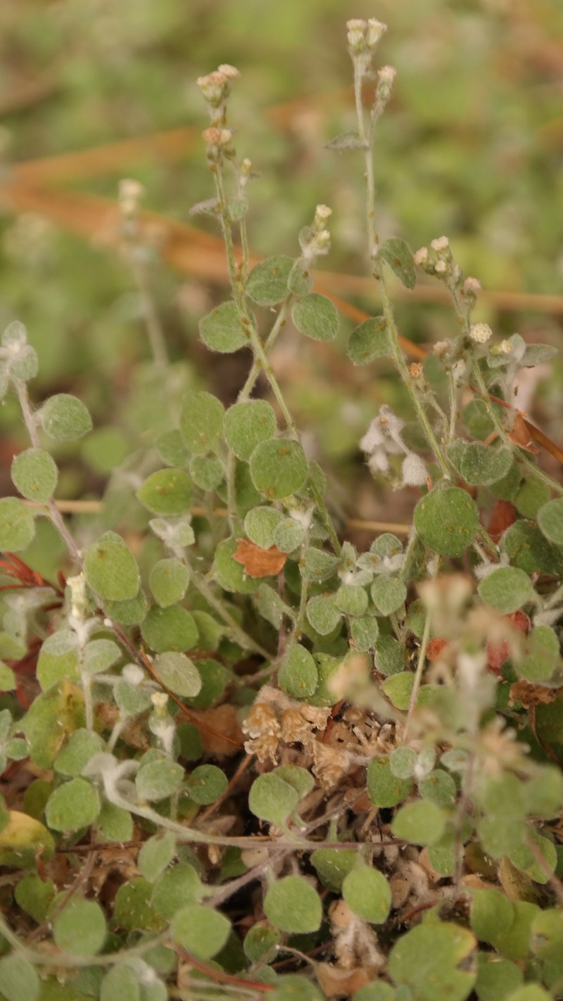 Troglophyton capillaceum subsp. diffusum photo 3