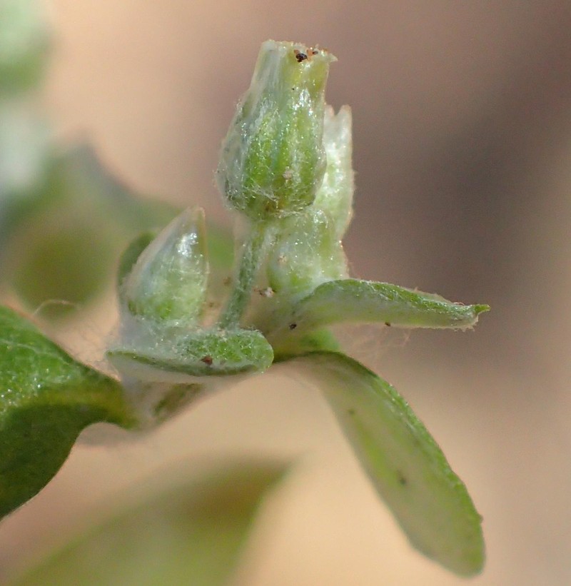 Troglophyton capillaceum subsp. diffusum photo 4