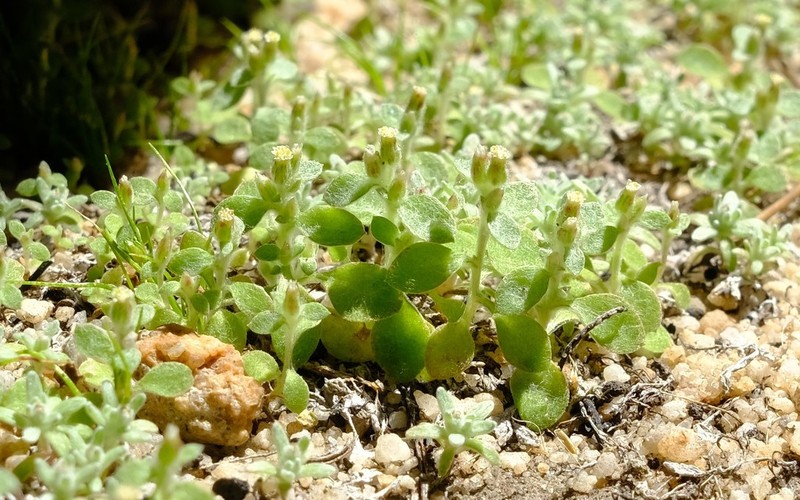 Troglophyton elsiae