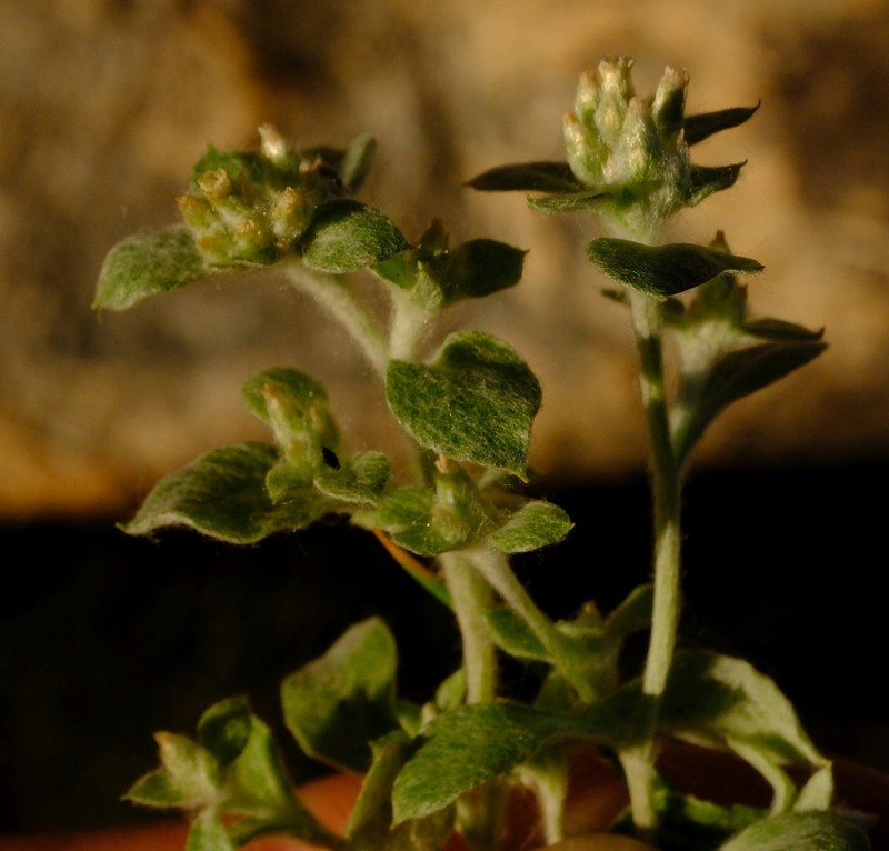 Troglophyton elsiae photo 2