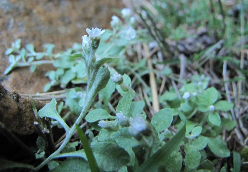 Troglophyton elsiae photo 3