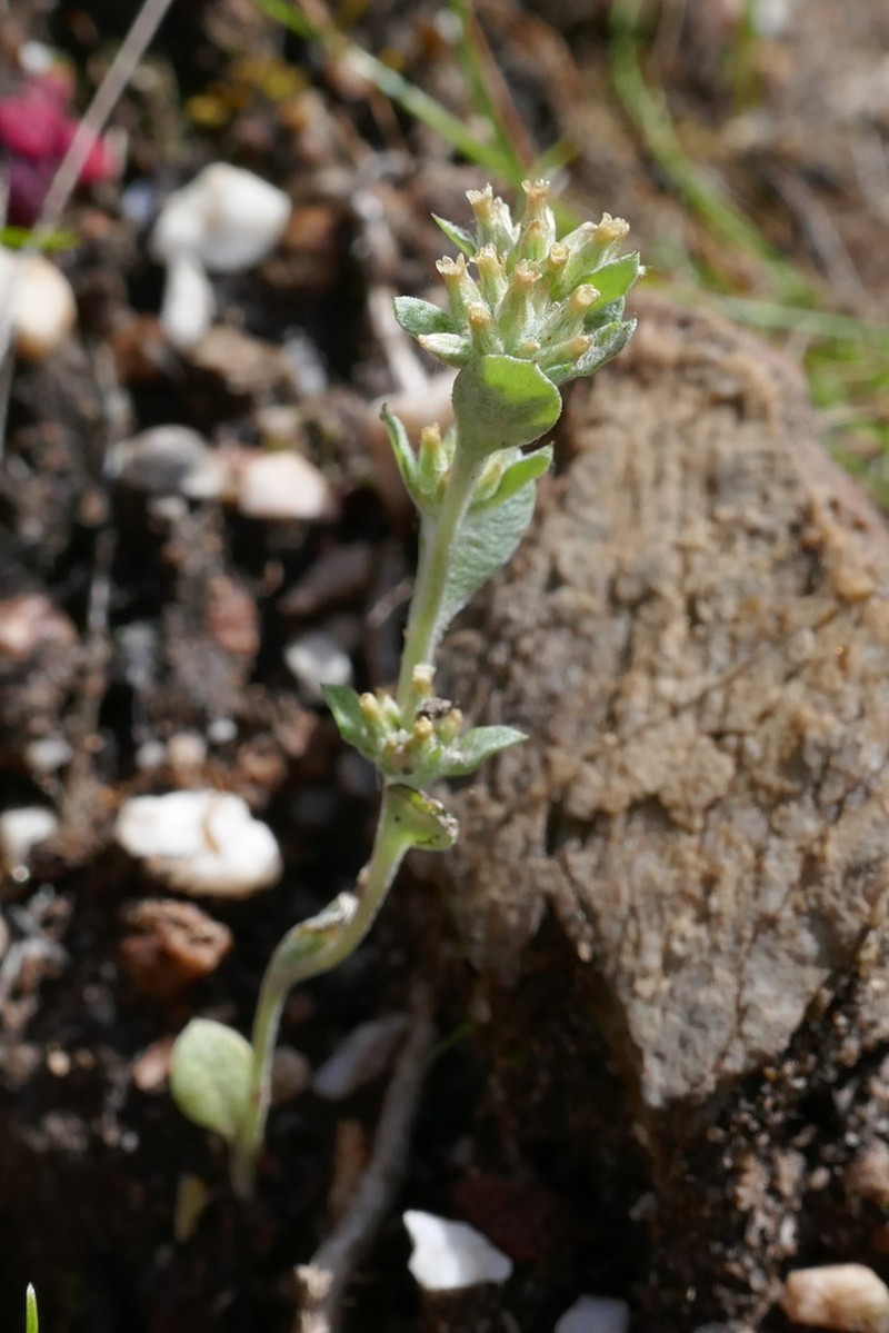 Troglophyton parvulum