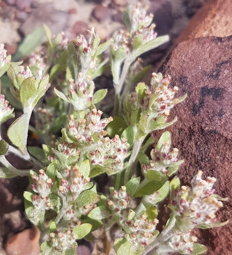 Troglophyton parvulum photo 2