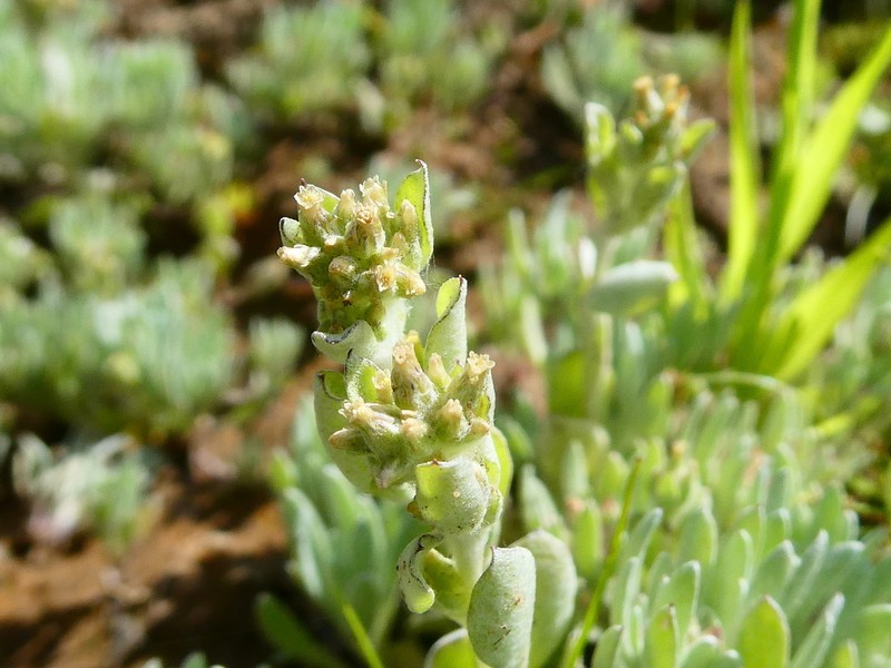 Troglophyton parvulum photo 3