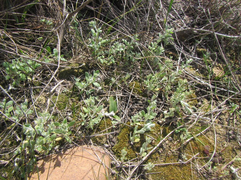 Troglophyton parvulum photo 4