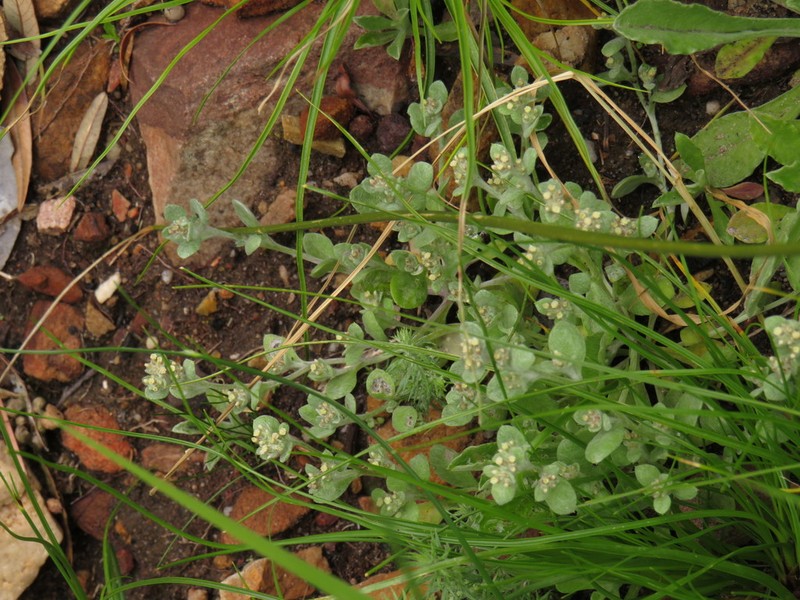Troglophyton parvulum photo 5