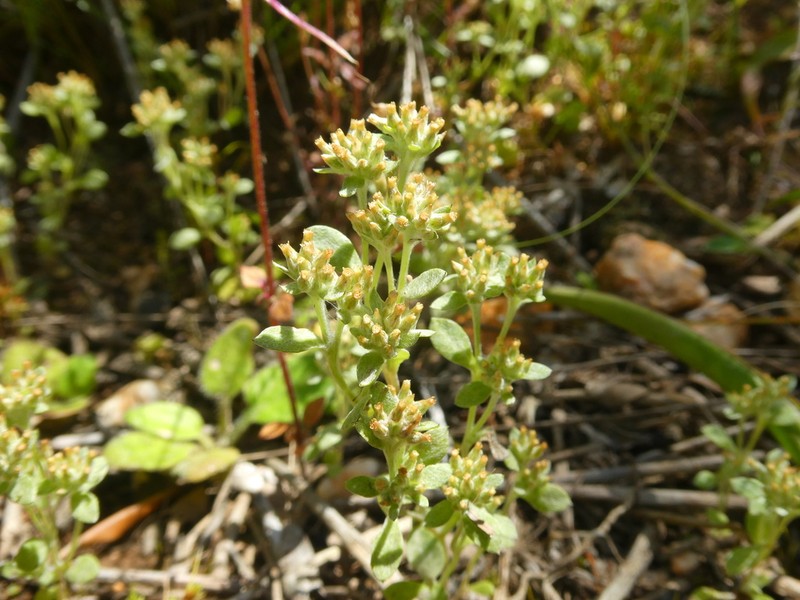 Troglophyton parvulum photo 6