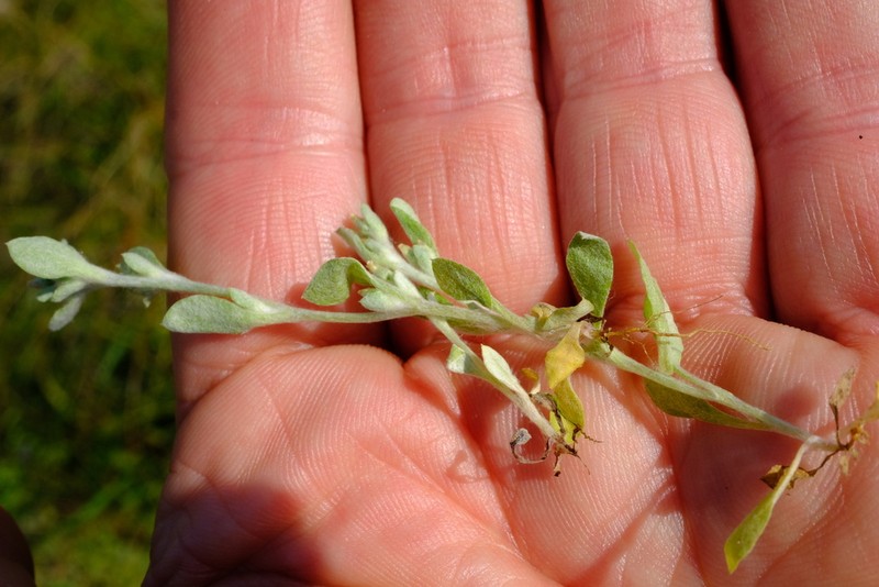 Troglophyton parvulum photo 7