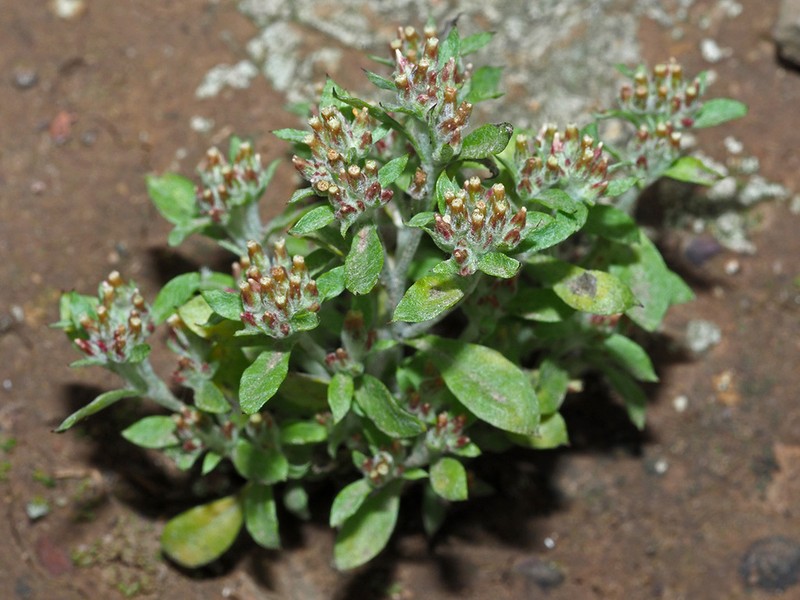 Troglophyton parvulum photo 8
