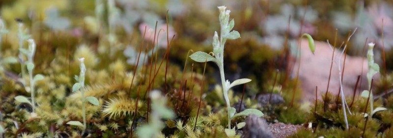 Troglophyton tenellum