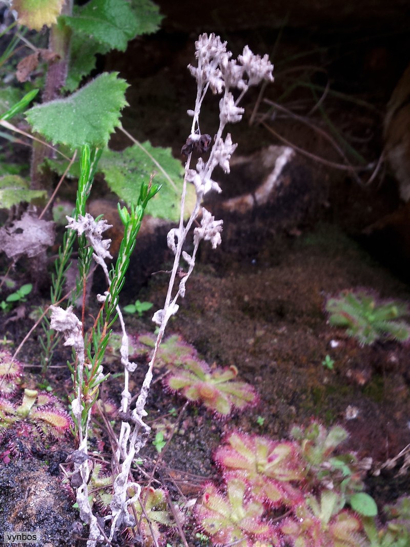 Troglophyton tenellum photo 2