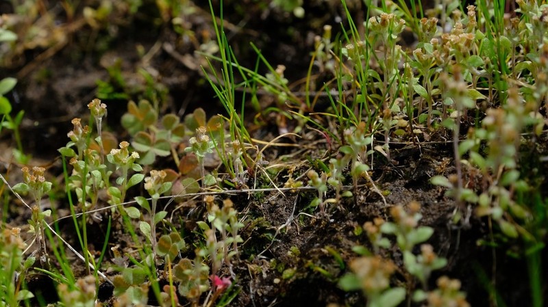 Troglophyton tenellum photo 3