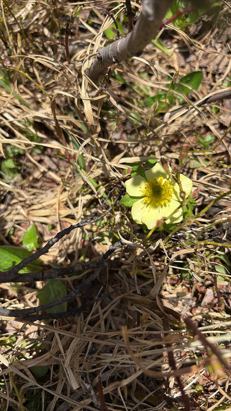 Trollius albiflorus