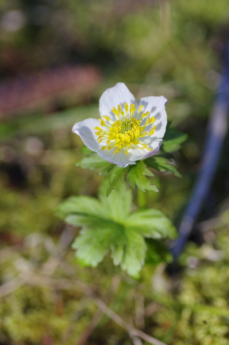 Trollius albiflorus photo 2