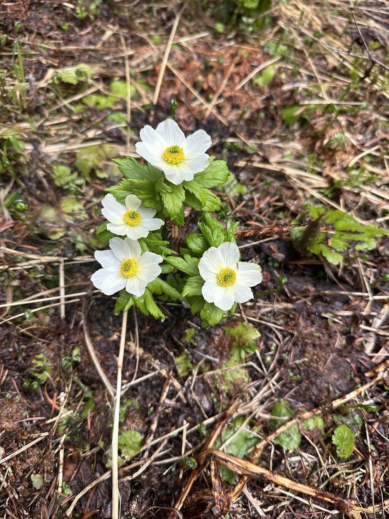 Trollius albiflorus photo 3