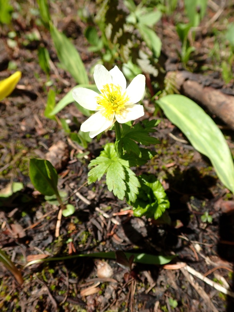Trollius albiflorus photo 4