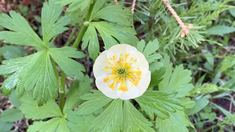 Trollius albiflorus photo 5