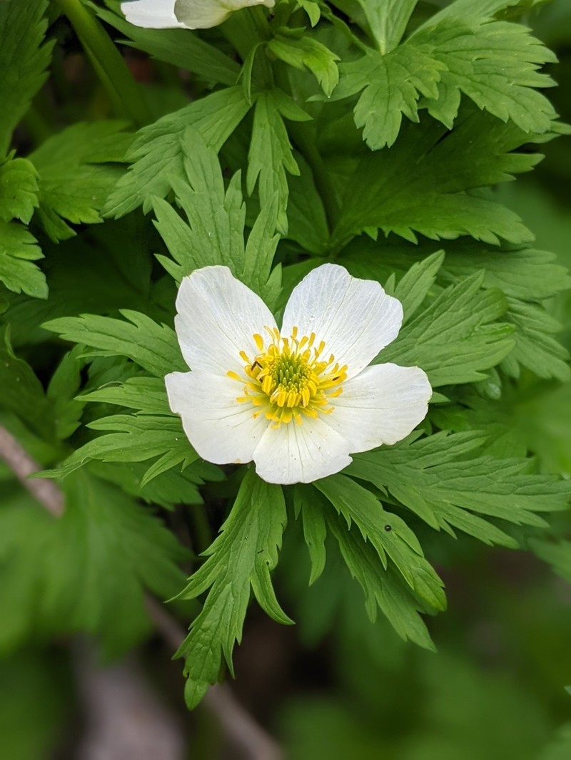 Trollius albiflorus photo 6