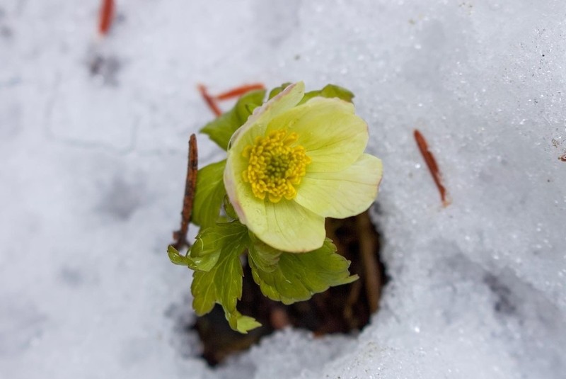 Trollius albiflorus photo 7